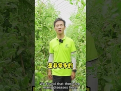 CY30 bacilo tomate Chili Anthracnose da cura do bactericida de Velezensis