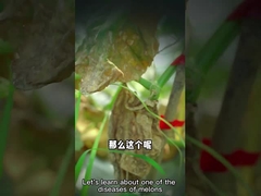 Bio-fungicida microbiano dos enissocaesilis dos streptomyces do agente para matar pragas subterrâneas