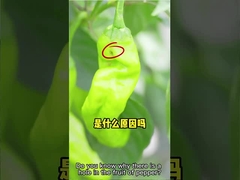 Inseticida eficaz HaNPV + bacilo Thuringiensis do Whitefly do algodão da praga da exploração agrícola