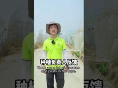 Os inseticidas biológicos vegetais do verde orgânico vegetal de SeNPV do inseticida jardinam assassino do inseto