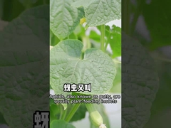 Os afídios são eficazes contra inseticidas não-tóxicos da origem de planta