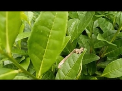 Pragas de geometrídeos do chá pesticida agrícola eficaz EoNPV.Bt