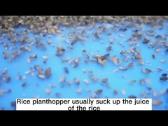 30% Thiamethoxam matam todo o afídio para o SC agrícola do inseticida da casa verde