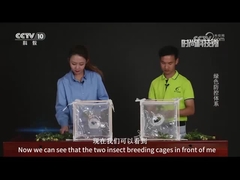 Comparação dos pesticidas virais e dos pesticidas químicos na eliminação das beterrabas usadas pelo exército