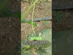 Insecticida orgânico SeNPV beterraba larva de verme do exército comer uma variedade de plantas brócolis repolho