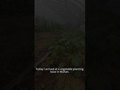 As larvas do verme-exército de beterraba comem uma variedade de plantas, incluindo plantas de tomate.