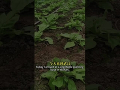 Insecticida Biológico de Alta Eficiência SeNPV e Bacillus Thuringiensis