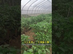 Biopesticida China Xinjiang Algodão Chilli Budworm Pestes Matando Chilli Helicoverpa Assulta