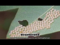 Biopesticida Muito famoso Biopesticida é HaNPV.Bt para vermes para uso agrícola