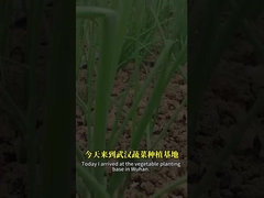 A combinação de esporos de bacilos e baculovírus pode controlar melhor a praga lepidóptera