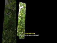 Controle da mosca branca em culturas crucíferas, milho, etc., através de métodos biológicos de controlo