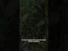 Pesticida biológico contra a requeima do tomate Controle biológico da requeima da planta