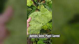 Spray foliar para controle de pulgões de piretrinas para plantas danificadas por folhas de vegetais Matança de pulgões