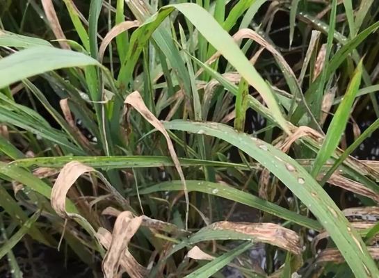 Rice Blast Disease Control Cure Solve Agent 6% Kasugamycin Strong Permeability