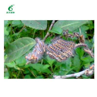 EoNPV Kill Tea Caterpillar Pests Elimination Organic Pesticide Good Taste Healthy 