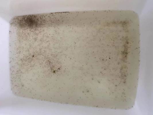 Microbial Insecticide BTi Brown Color Mosquito Fly Killer Mosquitoes Larvae Lure