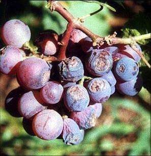 Promote Growth Robust Seedlings Large Leaves Dark Microbial Agent CY30 Strawberry Irrigation Root 