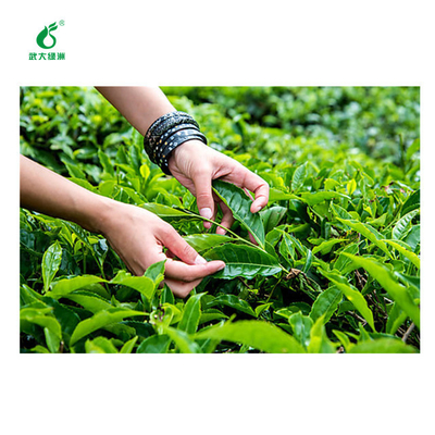 EoNPV Organic Tea Plant Pesticide Nuclear Polyhedrosis Virus Natural Tea Tree Farming